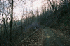 Trail